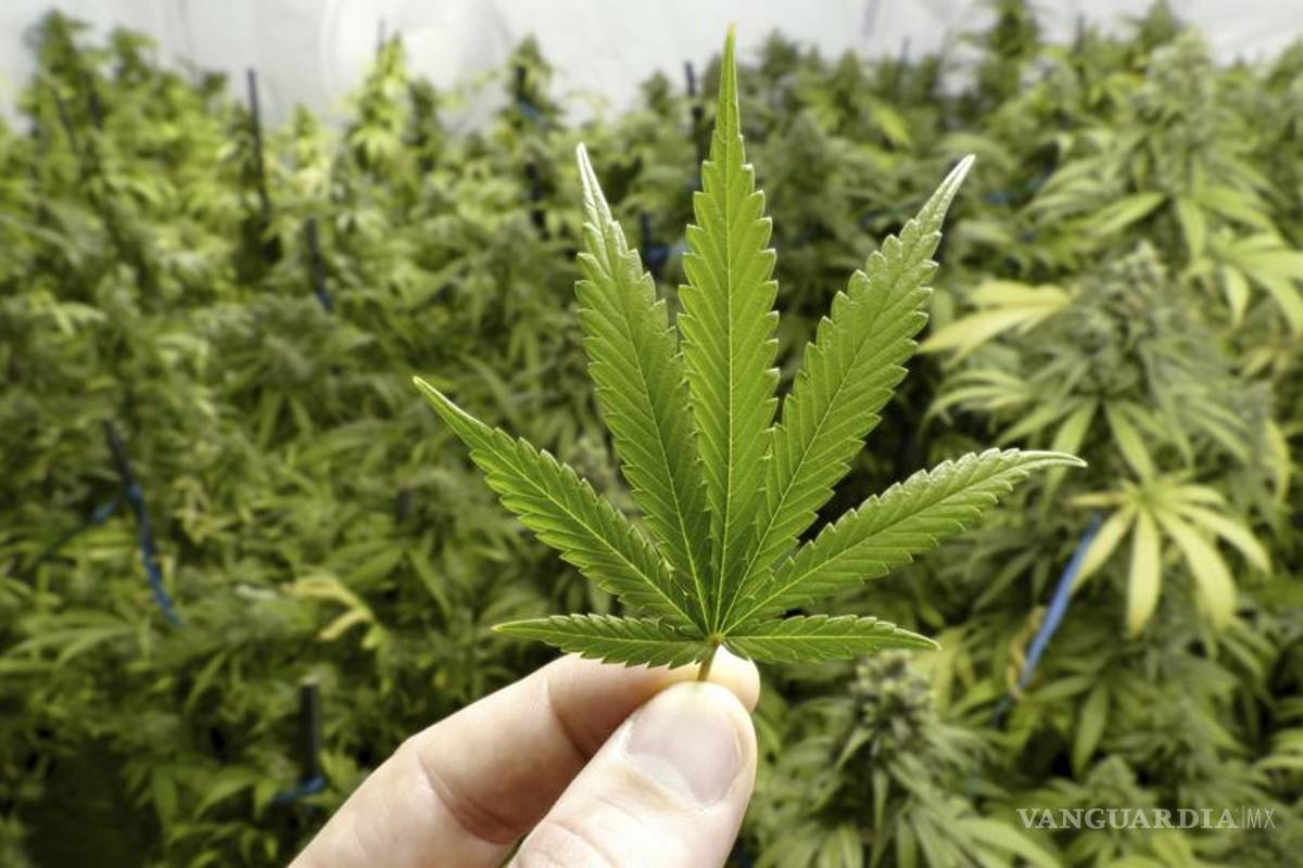 Hay en Coahuila 91 solicitudes para uso recreativo de la mariguana