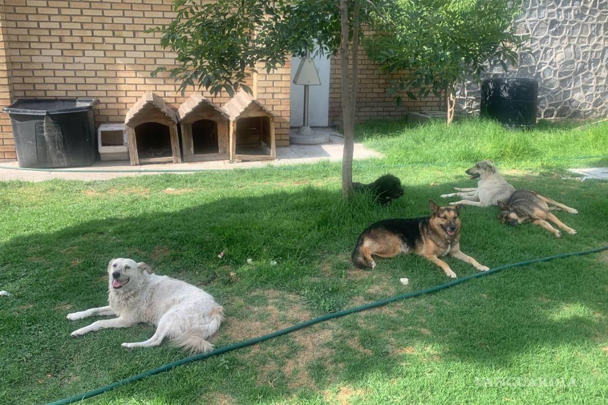Buscan hogar temporal para perritos de la Narro en Saltillo