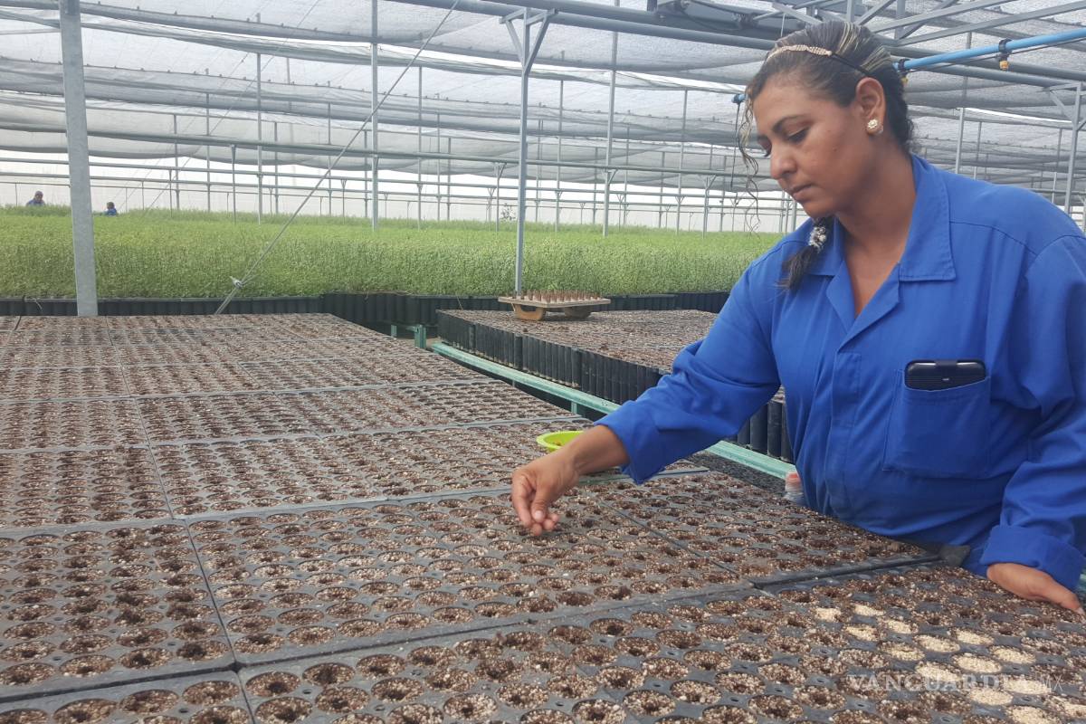 $!Vivero militar de Frontera producirá 2.5 millones de plantas