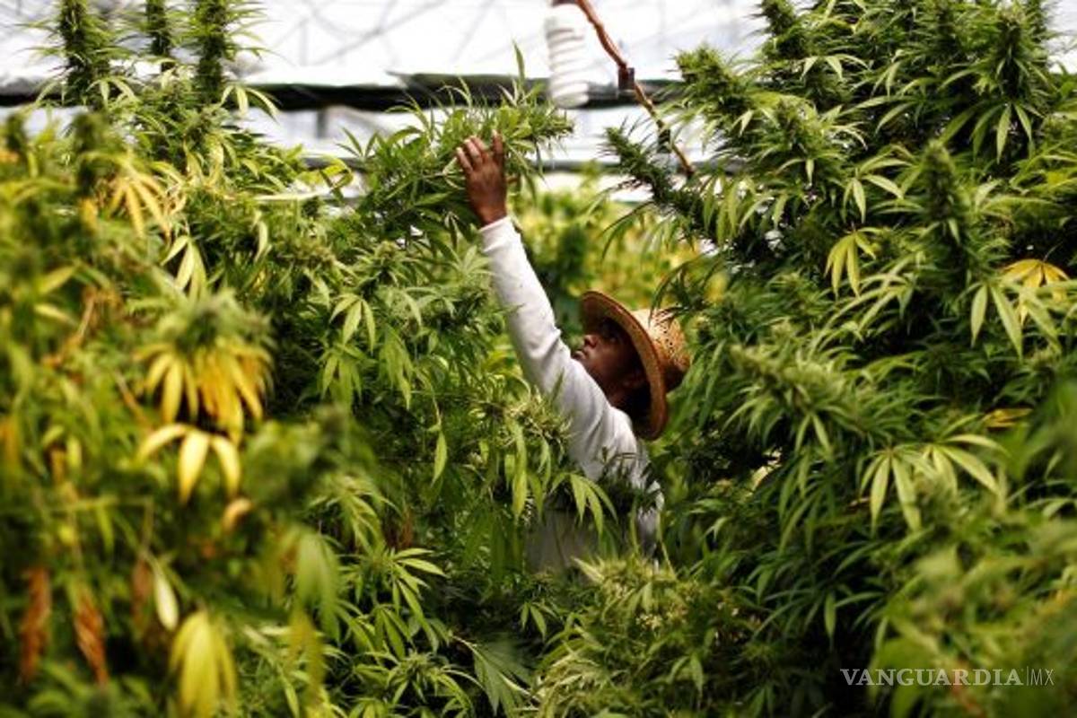 Aprueban en comisiones del Senado dictamen sobre regulación de la mariguana