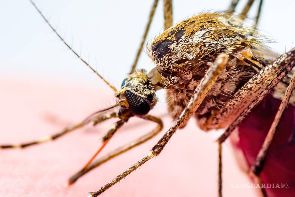 Se mantiene alerta epidemiológica por dengue en Coahuila; se registran 7 casos activos