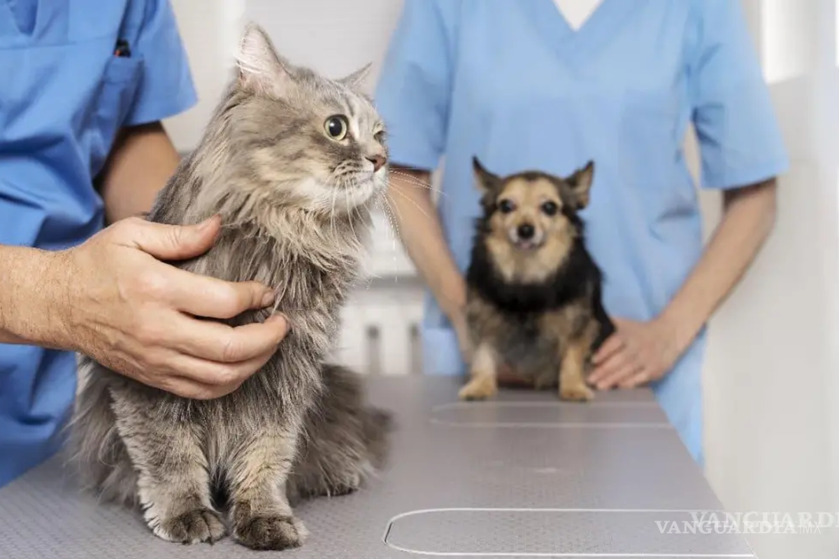 ¡No te lo pierdas! Jornada de salud gratuita para tus mascotas en Piedras Negras