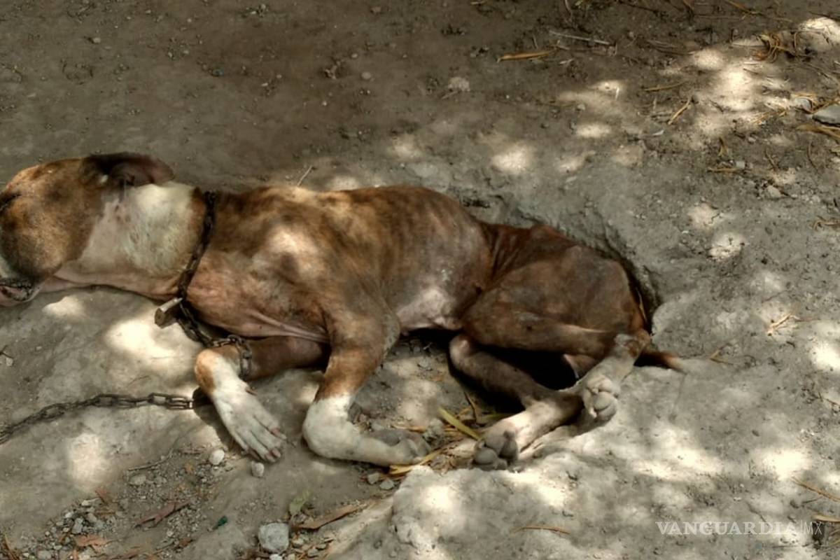 Perro encadenado, desnutrido y expuesto a temperaturas de 45 grados es rescatado en Piedras Negras (Video)