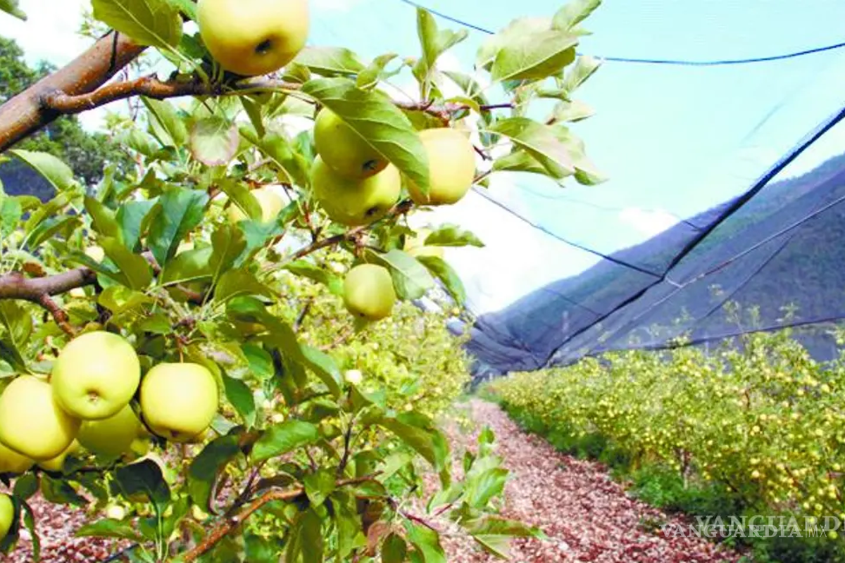 Clima extremo pone en riesgo cosecha de manzana en Arteaga; menor impacto en nogaleras de General Cepeda