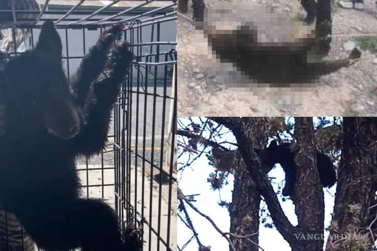 En tres días, tres osos tuvieron encuentros con humanos en Coahuila y dos de ellos murieron