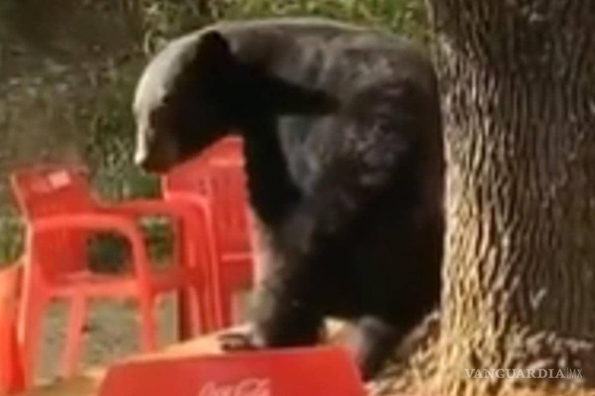 ¡Captan a otro oso bailarín!... Nuevo León pelea con Coahuila por ser la ‘Tierra de Osos’ (video)