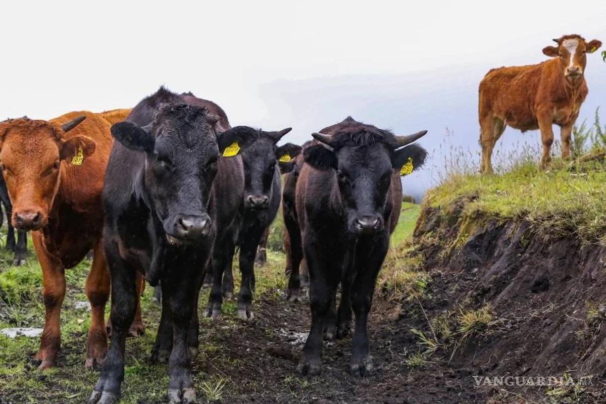 Ganaderos de Chihuahua piden frenar importación de carne de Brasil por crisis del gusano barrenador