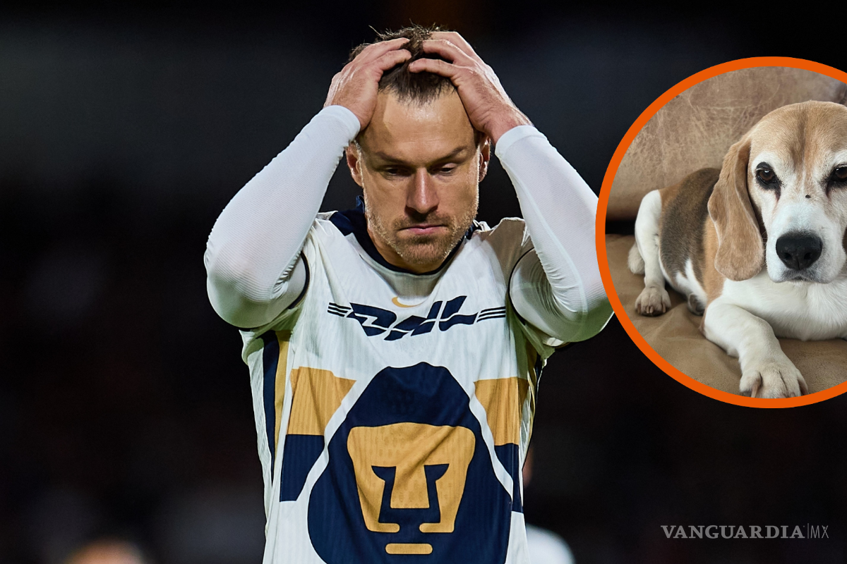 Aaron Ramsey ofrece 10 mil dólares para encontrar a ‘Halo’, su mascota perdida