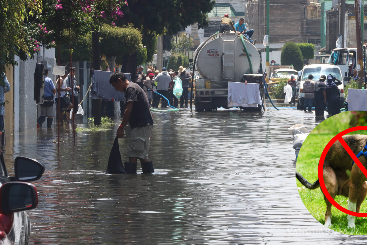 Inundaciones en CDMX: cómo las heces de mascotas bloquean el drenaje y la forma correcta de desecharlas