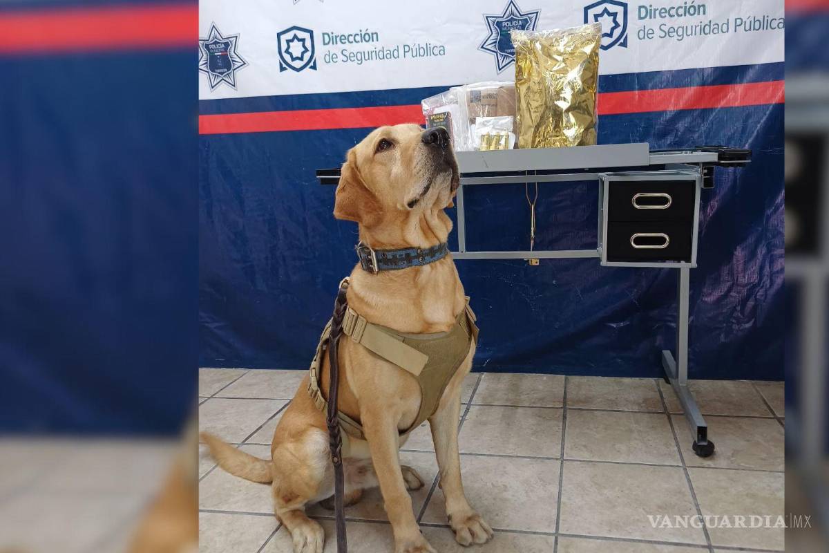 Torreón: unidad canina detecta paquete con mariguana y vapeadores en paquetería