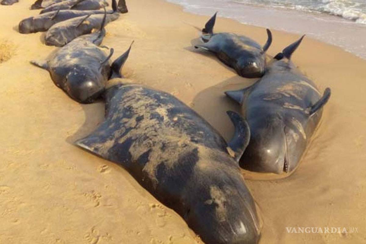 Más de 80 ballenas encallan en costas de la India
