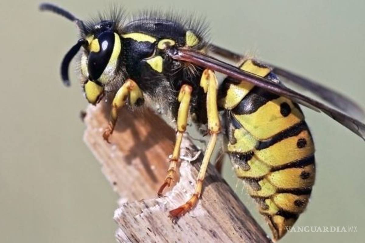 $!La importancia de ser “avispado”