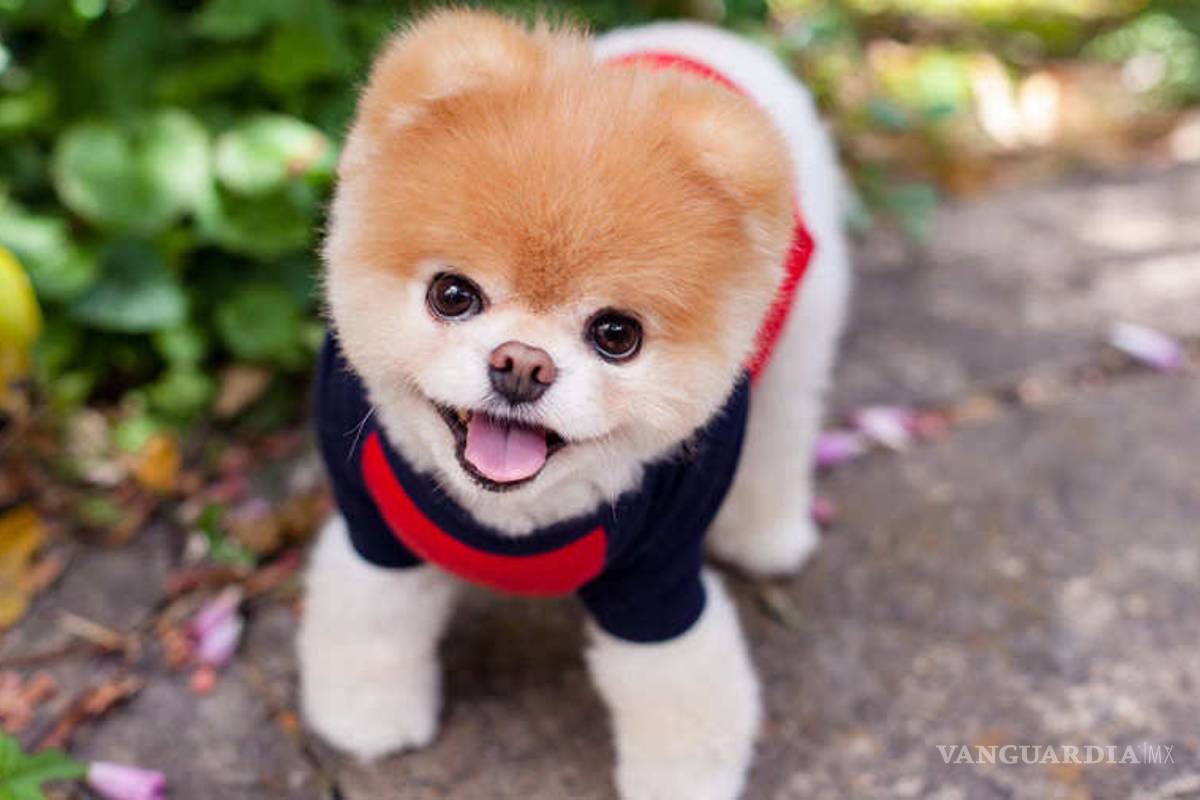 ¡Los perros son tiernos a propósito!... han desarrollado rasgos evolutivos para manipular a los humanos: Estudio