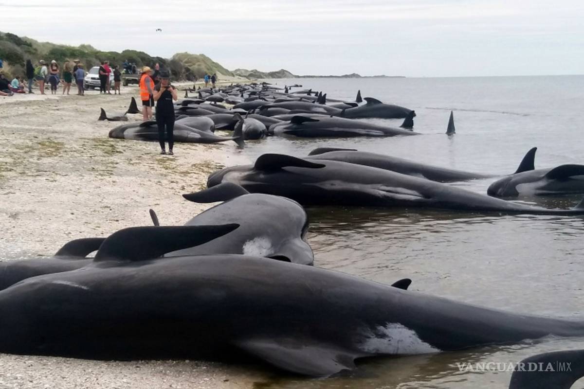 Más ballenas encallan en Nueva Zelanda, suben el total a 650