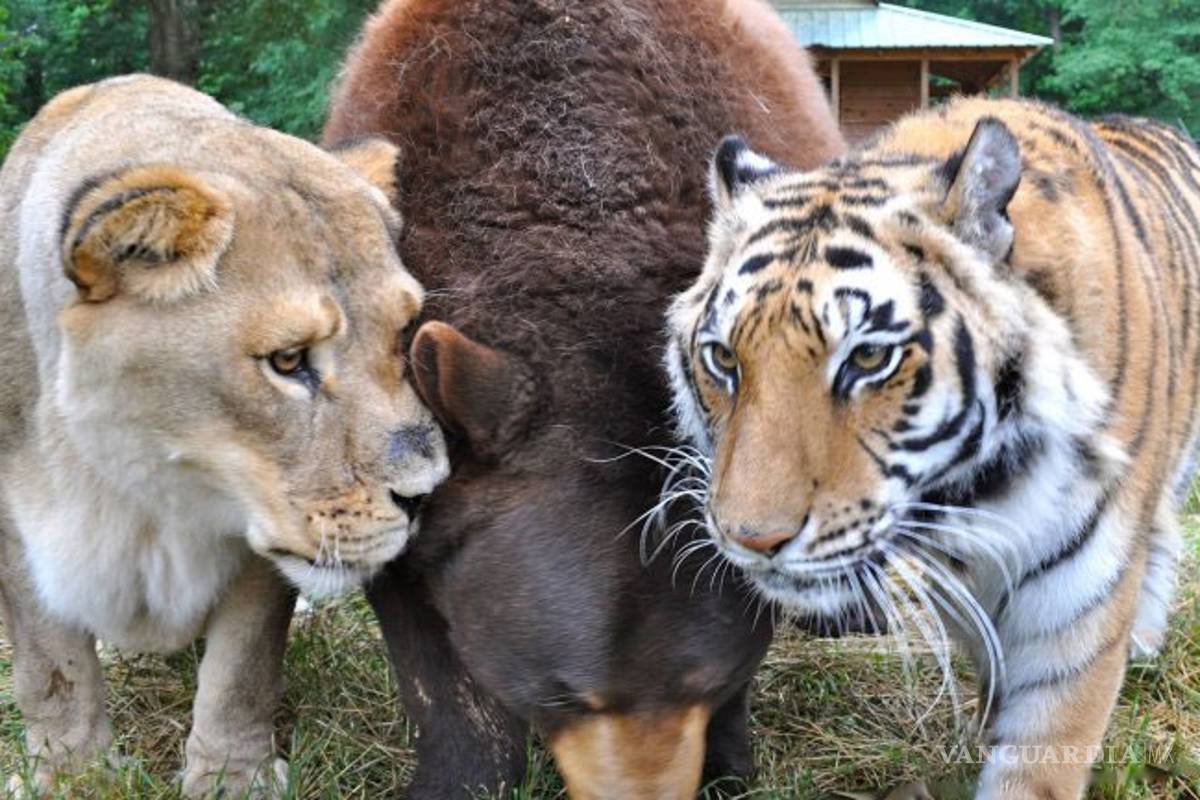 La increíble amistad entre un oso, un león y un tigre
