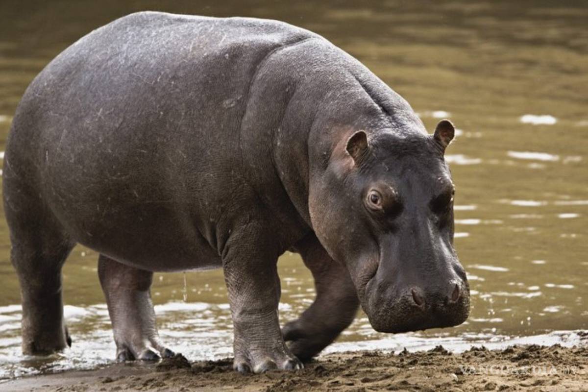 Protestan en Villahermosa por muerte de hipopótamos