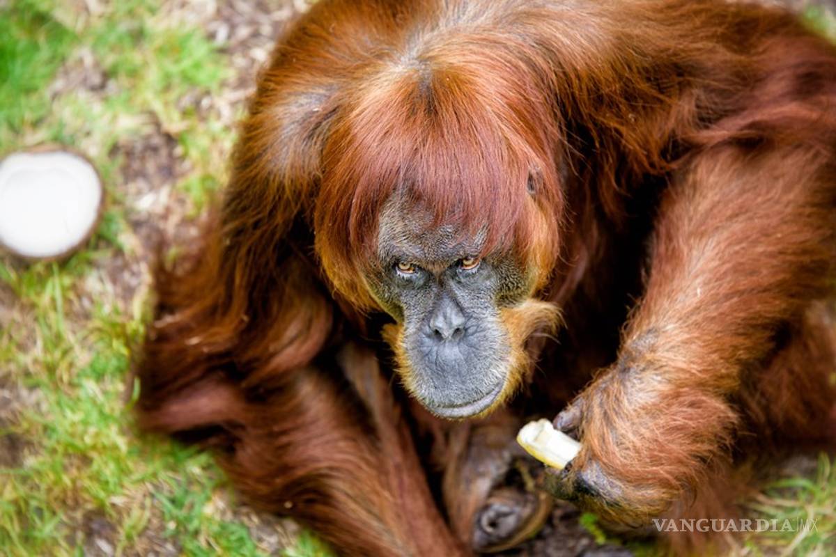 Puan, el orangután más viejo del mundo muere en un zoo australiano