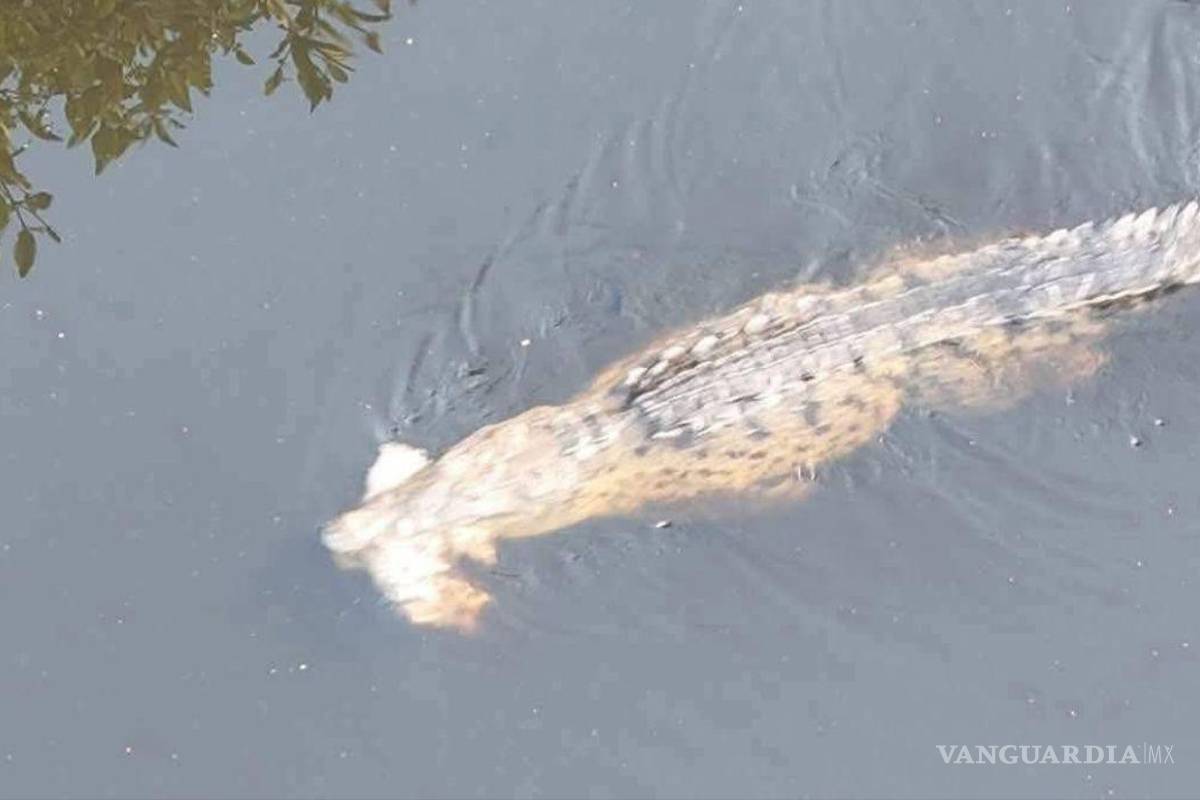 Muere monaguillo devorado por cocodrilos, en Michoacán