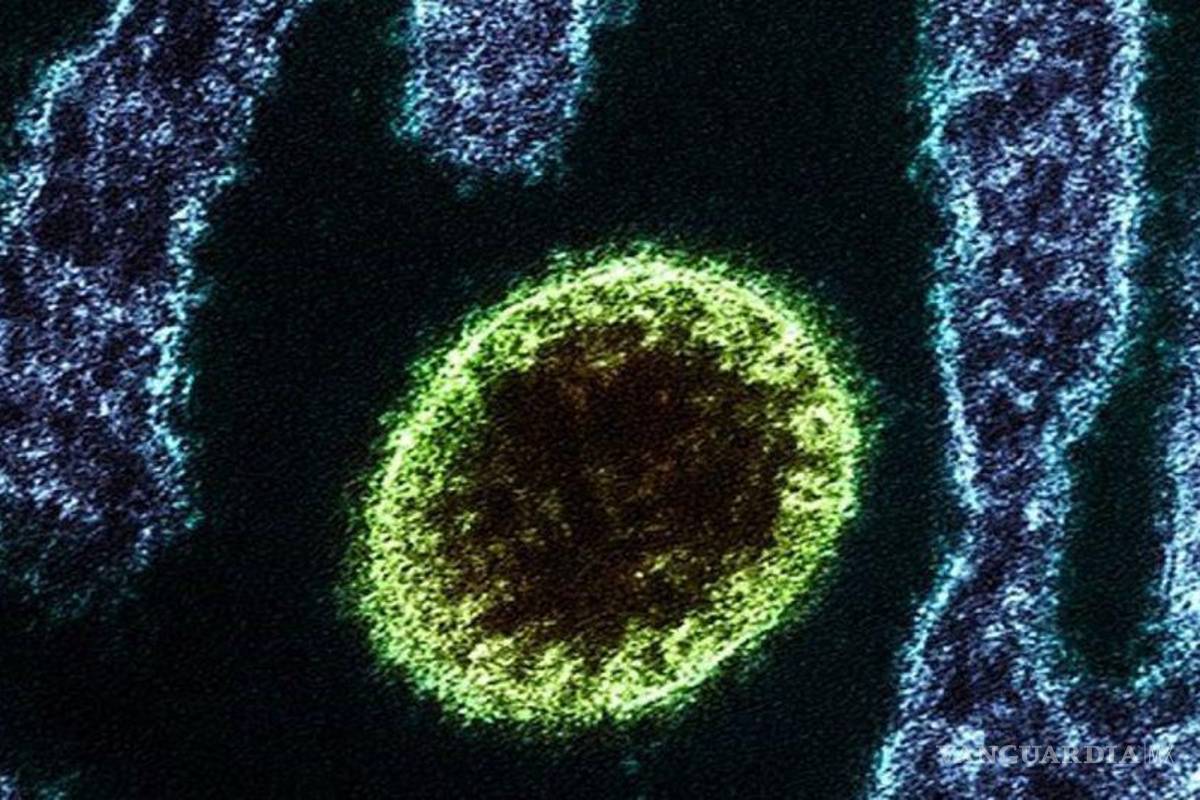 Descubren en China otro virus que se transmite de animales a humanos, lo llaman Langya