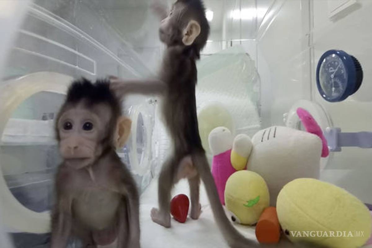 Científicos chinos crean los primeros monos clonados con la técnica de la oveja ‘Dolly’