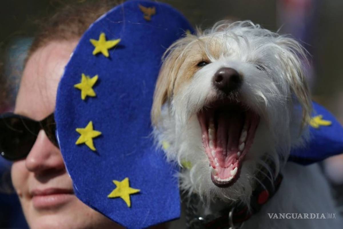 Perros, gatos y el brexit