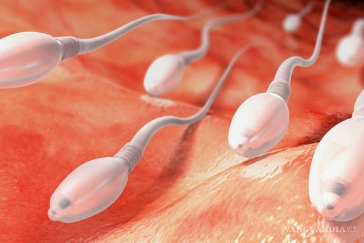 Semen actual, el de peor calidad que hace 40 años