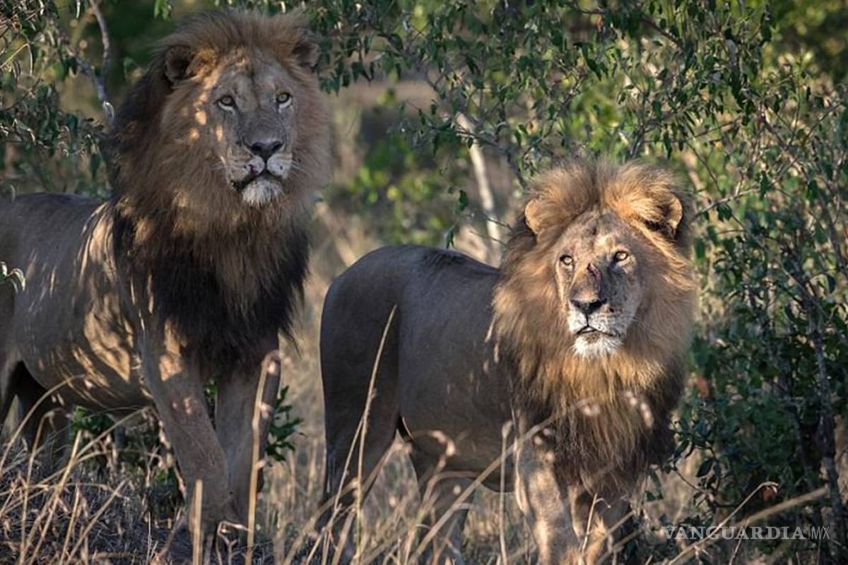 Leones devoran a presunto cazador furtivo en Sudáfrica