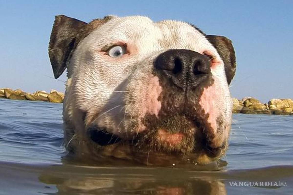 Suprema corte canadiense declara legales ‘la mayoría’ de los actos de zoofilia