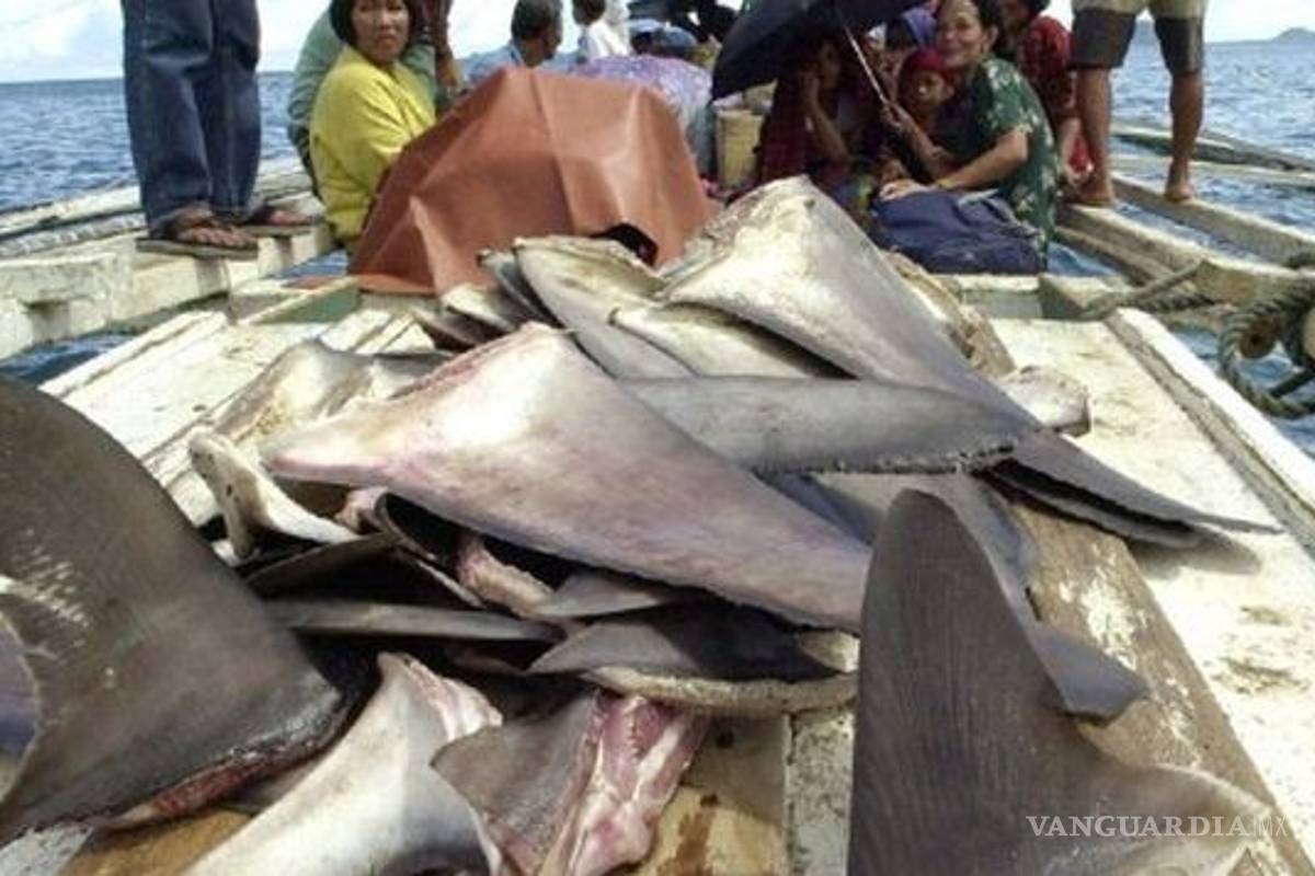 Legisladores de EU proponen prohibir la venta de aleta de tiburón