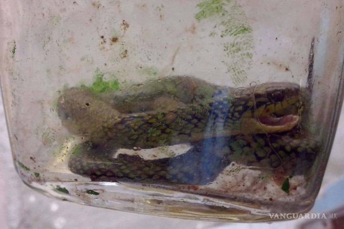 En Brasil un bebé mató a una serpiente venenosa a mordiscos