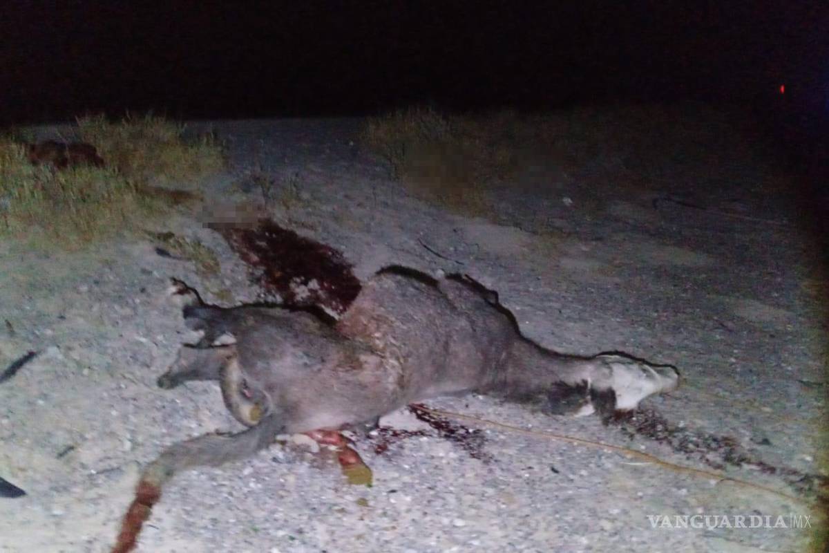 $!El burro quedó sin vida tras ser impactado por la unidad de doble piso de la línea Futura.