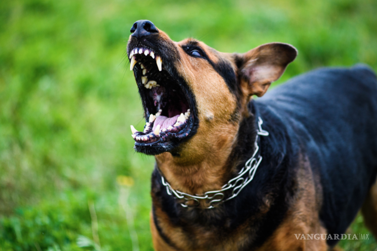 Atacan perros a menor en Piedras Negras; dueña negó hacerse responsable