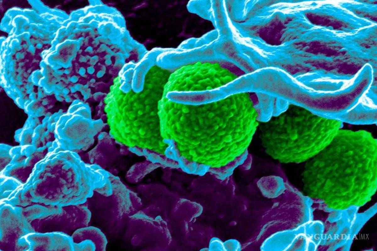 Superbacterias mortales surgirán por excesivo consumo de antibiótico: OMS