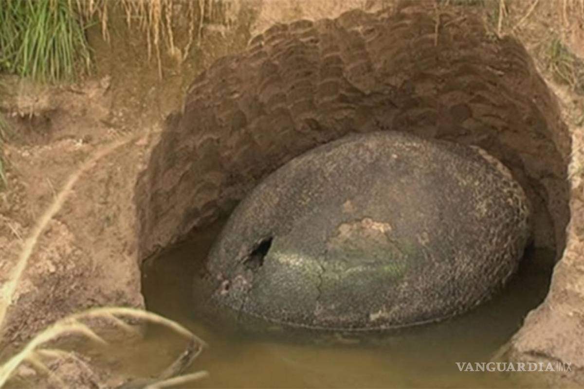 Hallan huevos de dinosaurio con embriones en el sur de Argentina