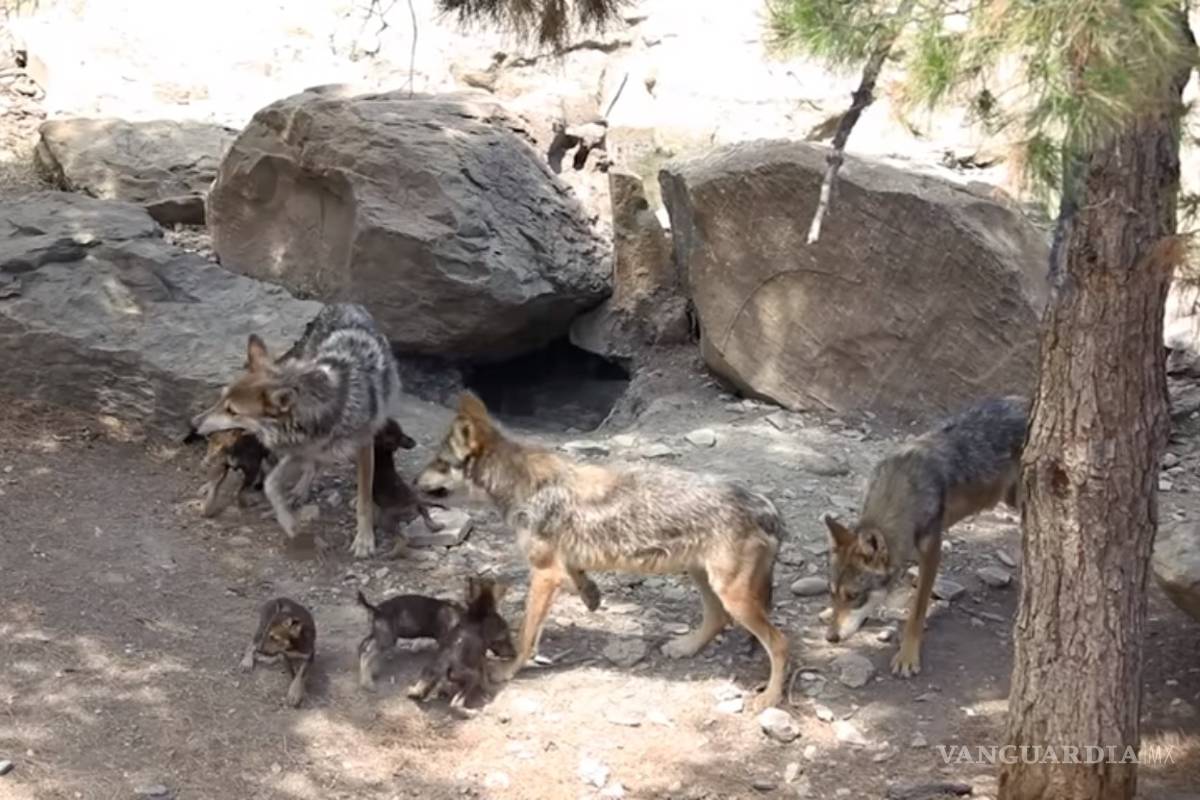 Nace nueva camada de lobos en el MUDE