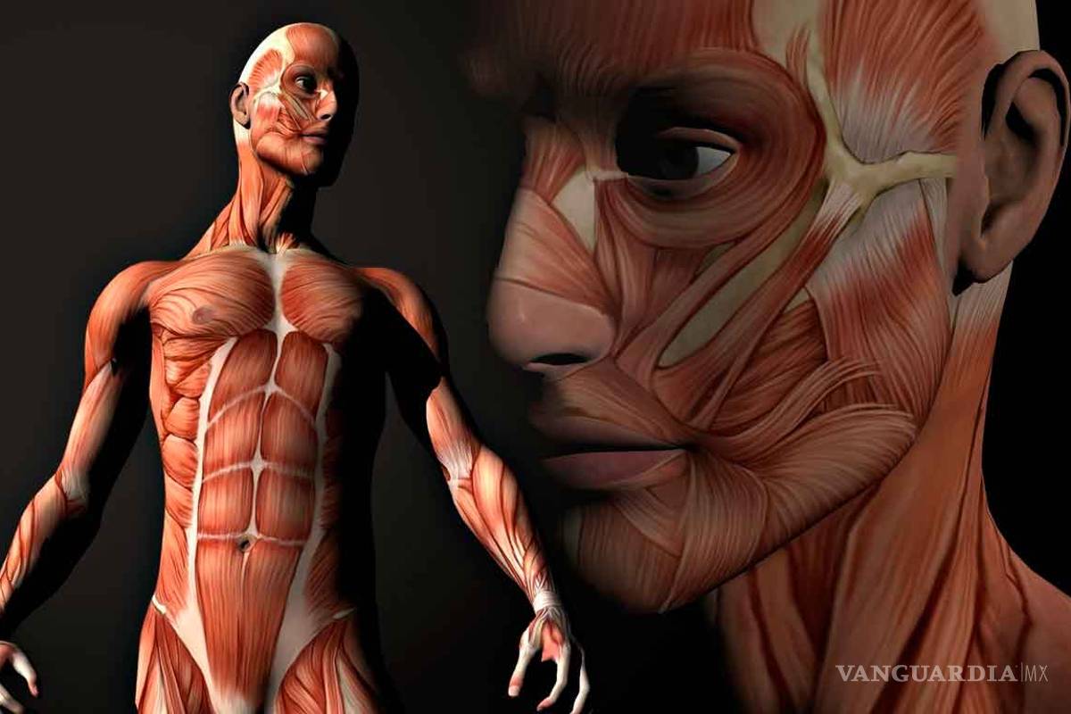 Descubren una característica de la anatomía humana que afecta la función de todos los órganos