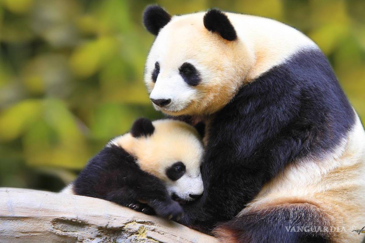 Panda gigante, excluido de lista de especies en peligro