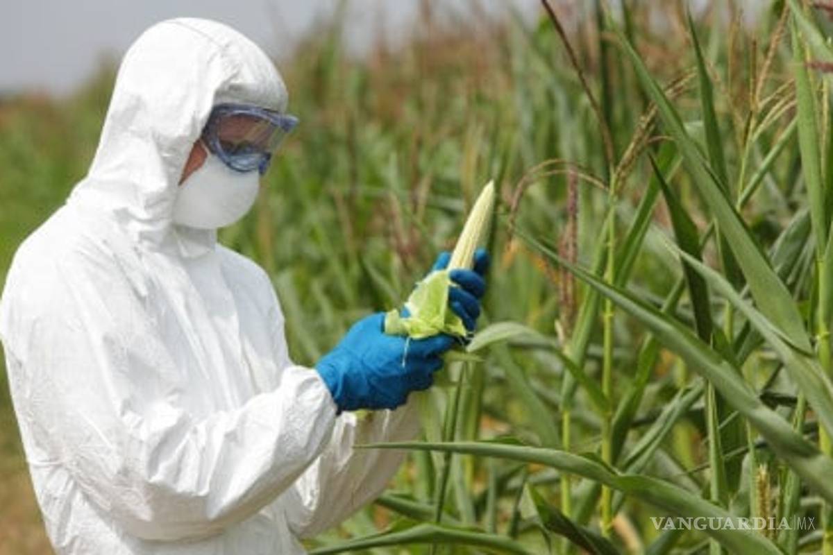 No se usarán transgénicos durante gobierno de AMLO