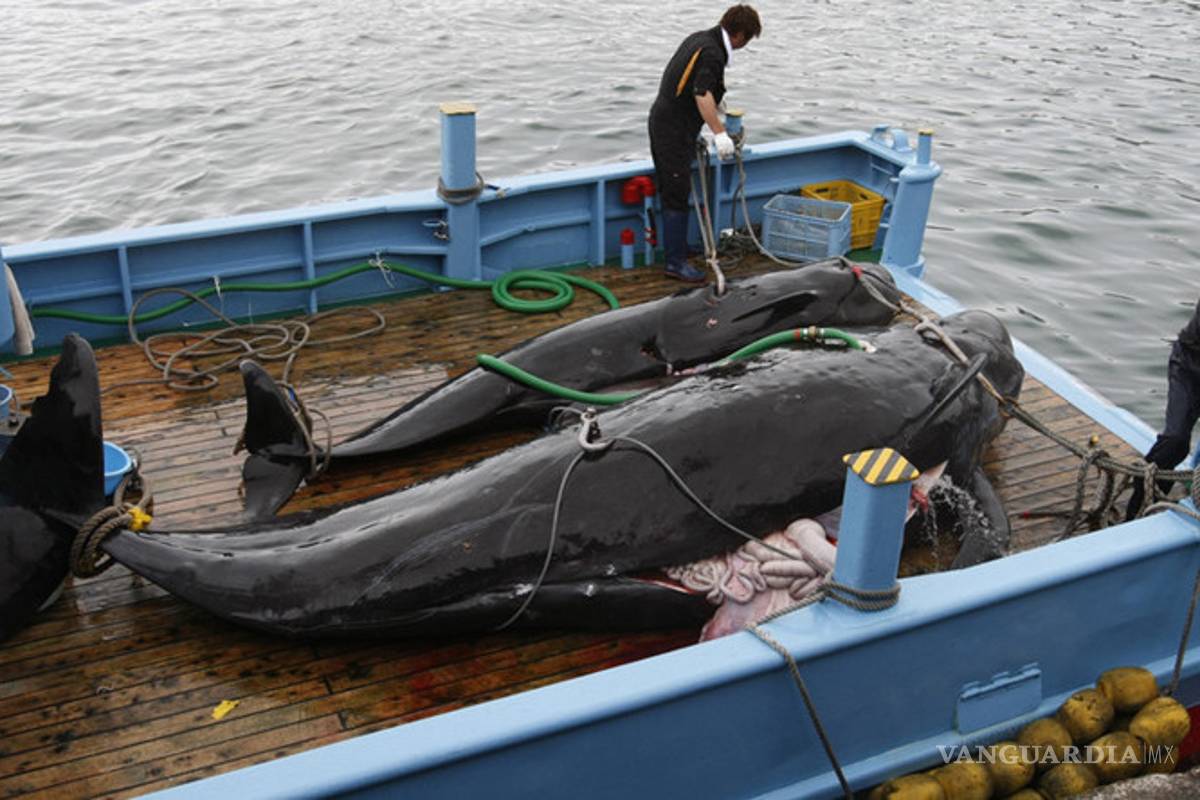 Japón volverá a cazar ballenas en julio próximo