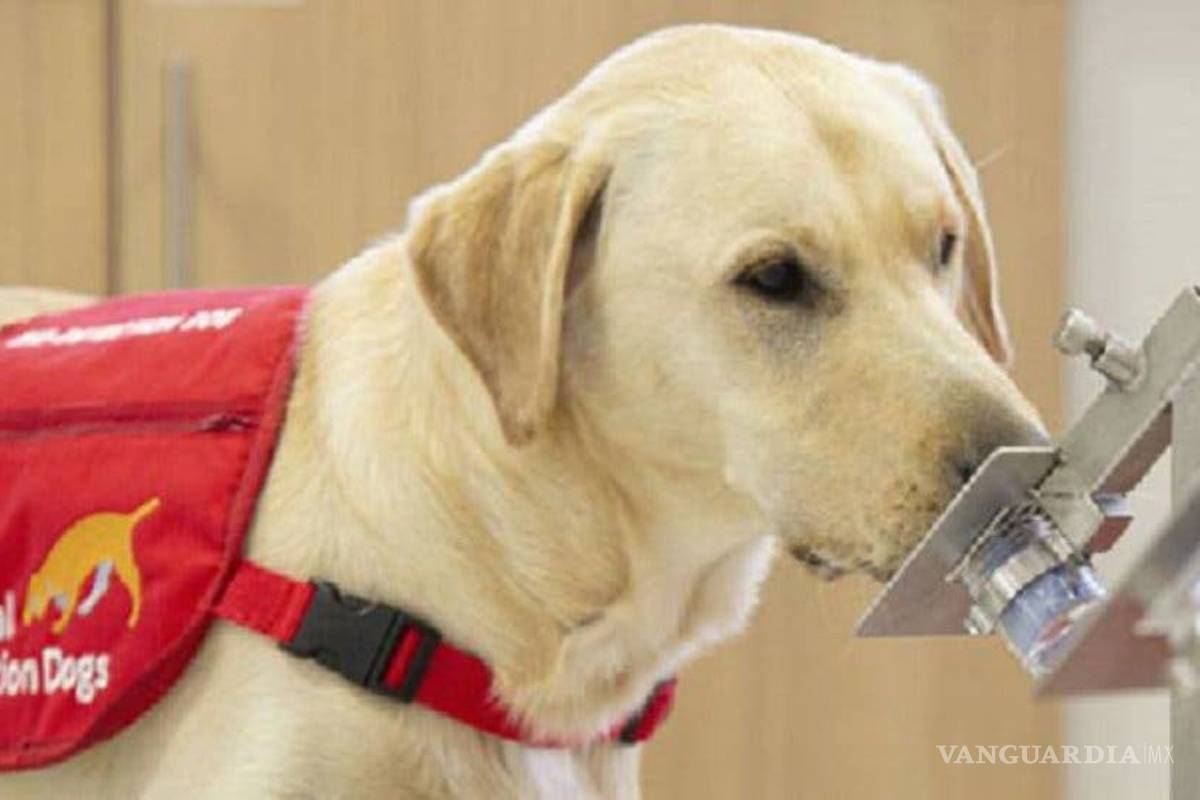 ¿Es posible entrenar a perros para que huelan y detecten el COVID?