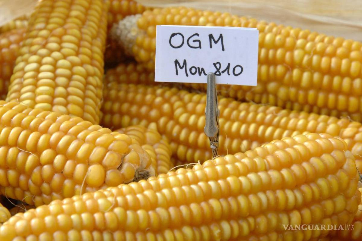 Estados que votaron por Trump inundan México con maíz nocivo