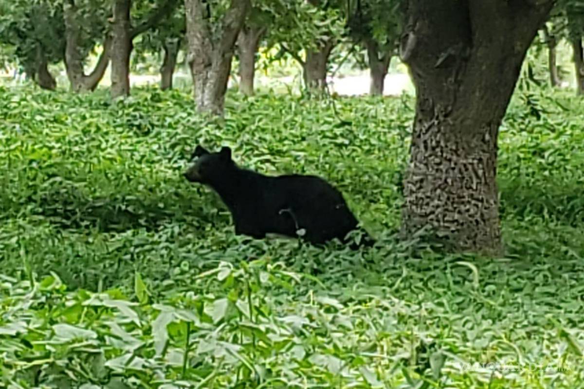 $!FOTO: PEDRO PESINA | VANGUARDIA MX