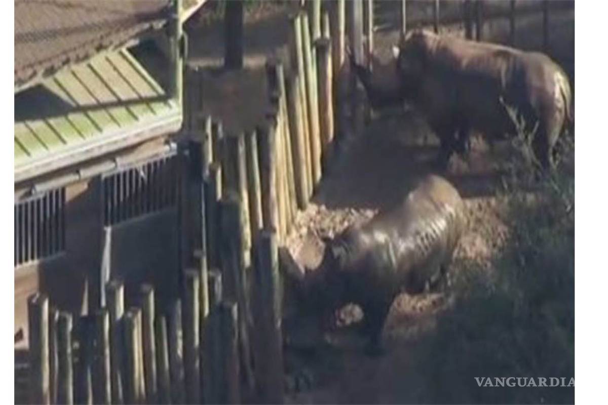 Niña resulta herida tras caer a zona de rinocerontes en zoológico de Florida