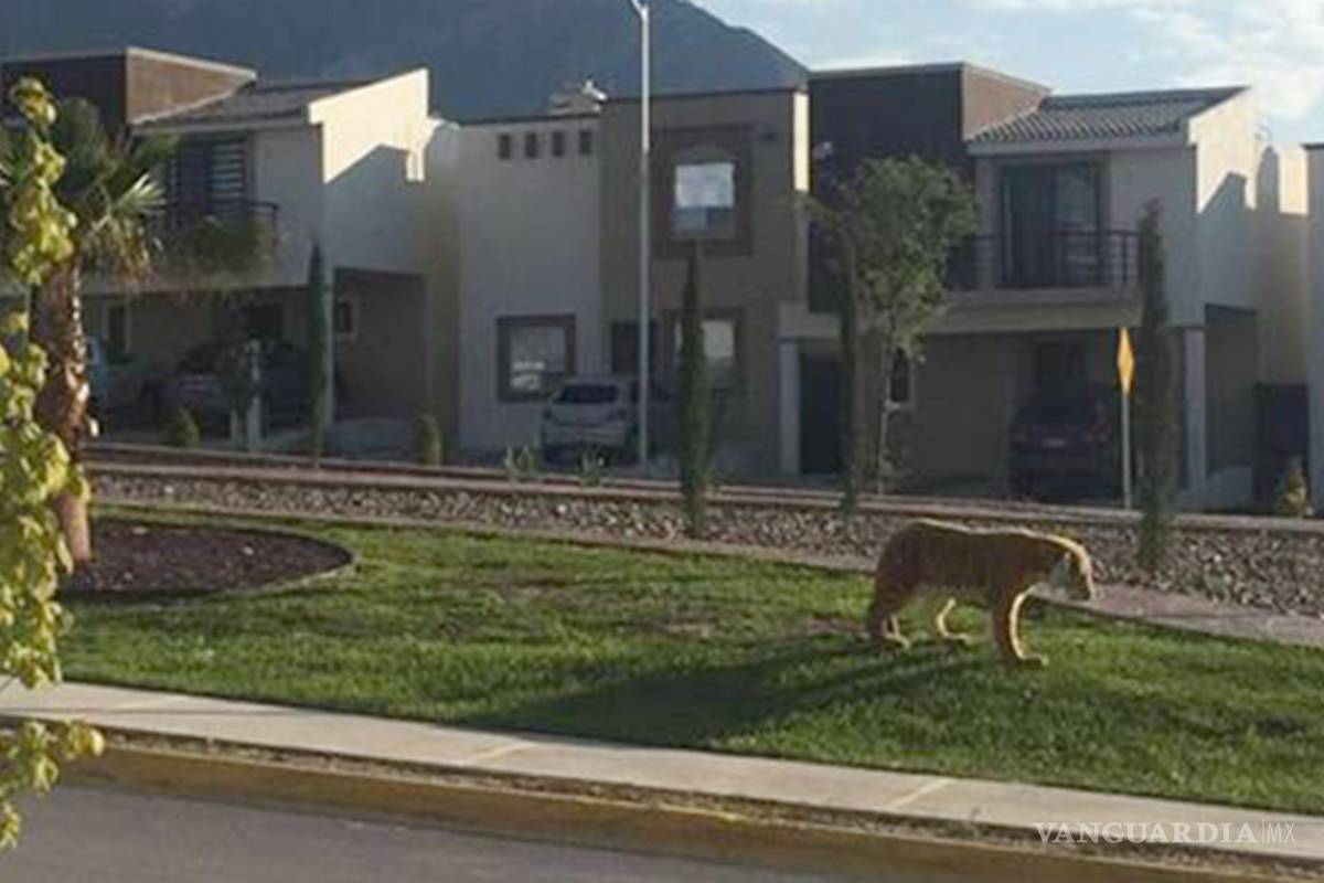 Tigre "suelto" causa polémica en Saltillo... era de peluche
