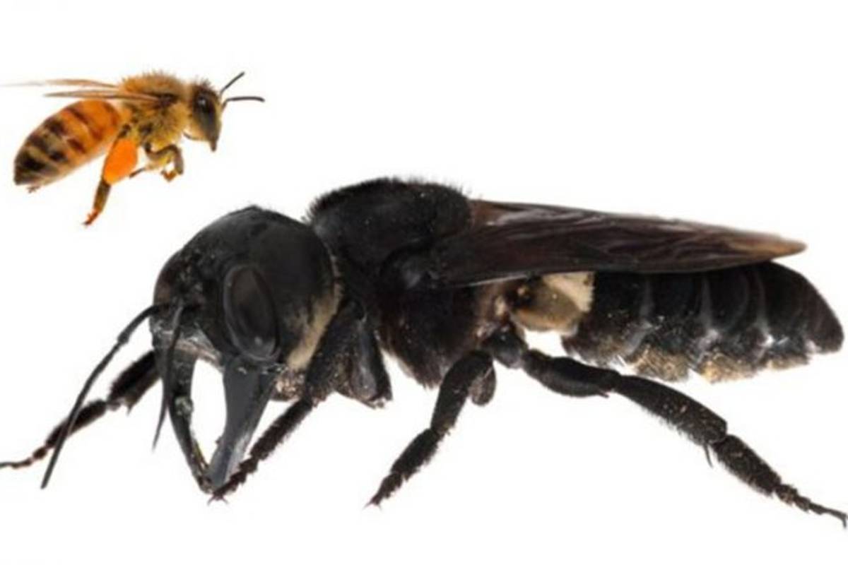 Redescubren a la abeja gigante más grande el mundo