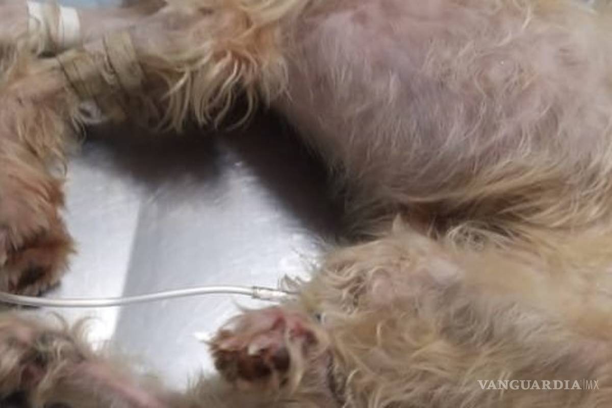 Exigen en redes #JusticiaparaBruno, perro encontrado atado y dentro de una bolsa de plástico