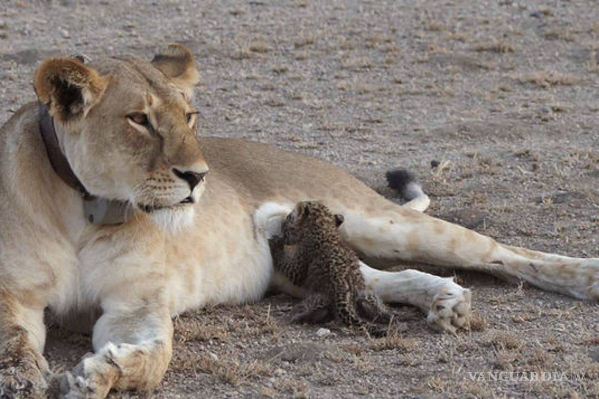 Una imagen muestra algo inusual, una leona alimenta a un leopardito