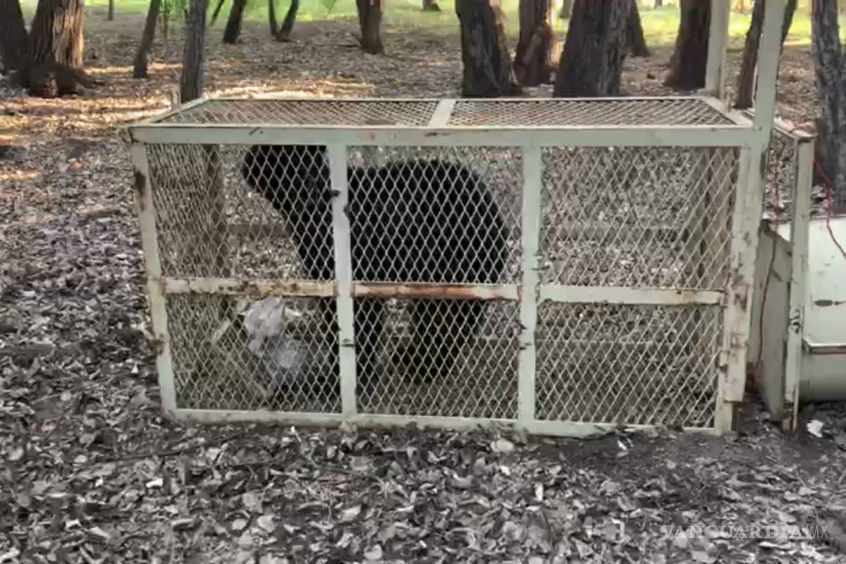 Atrapan a oso en zona urbana de Saltillo