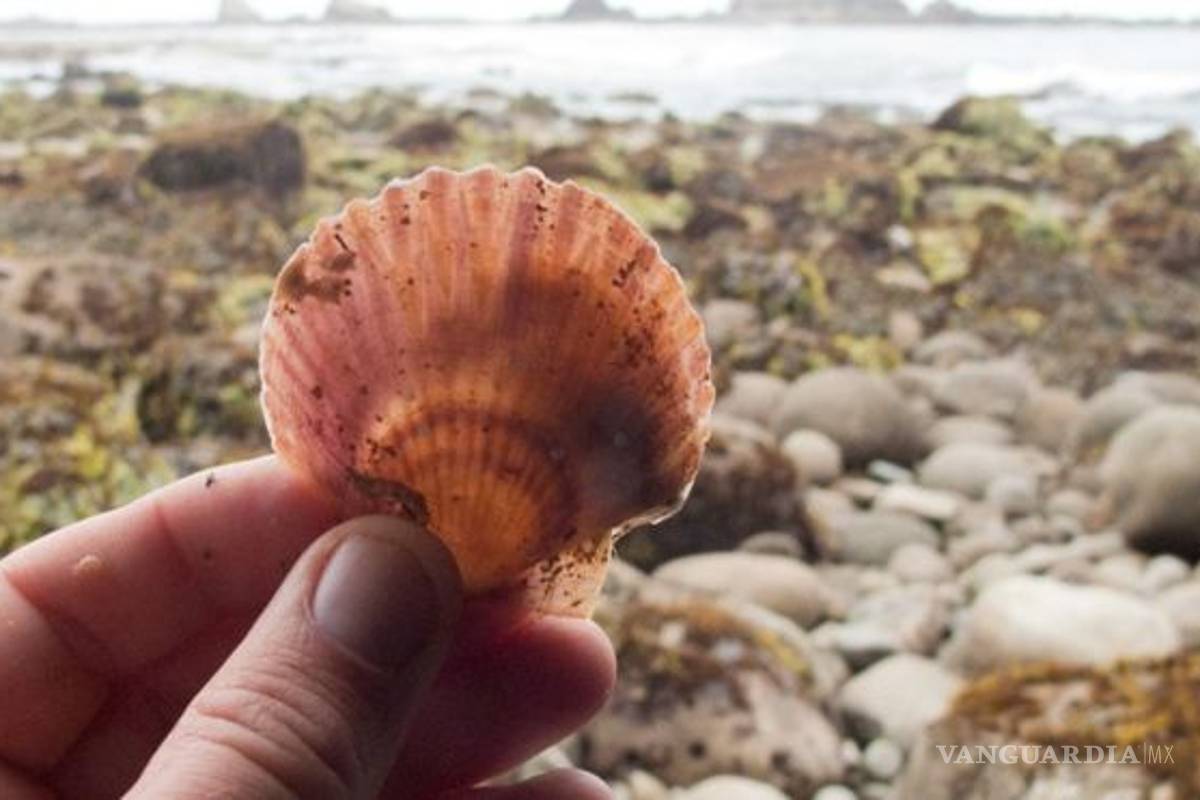 Tsunami en Japón arrastró especies marinas a costas de EU