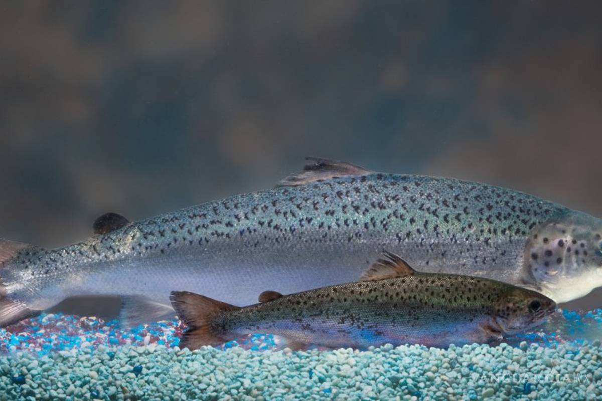 Aprobado el primer animal transgénico para consumo humano